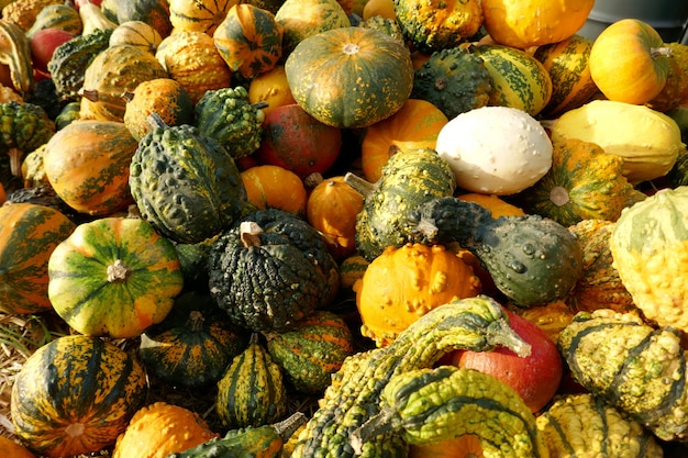 Raccolta Di Zucca. Zucche decorative gialle e verdi.