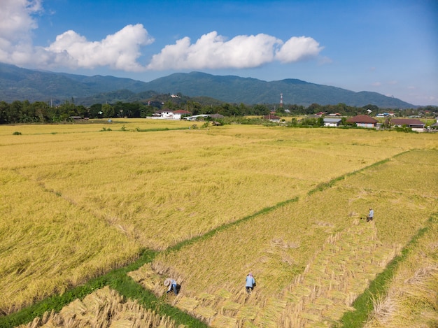 Raccolta e raccolta delle piante di riso asciutte