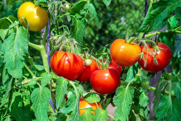 Raccolta i pomodori sui rami del cespuglio Frutti maturi