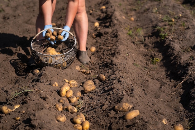 Raccolta manuale delle patate sul campo Un uomo raccoglie le patate sulla terra