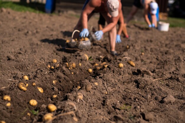 Raccolta manuale delle patate sul campo Un uomo raccoglie le patate sulla terra
