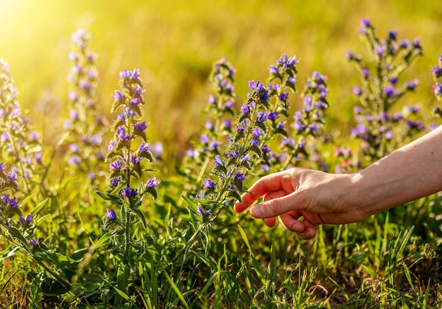 Raccolta manuale raccolta di fiori a base di erbe piante di campo selvatico echium vulgare vipere bugloss blueweed