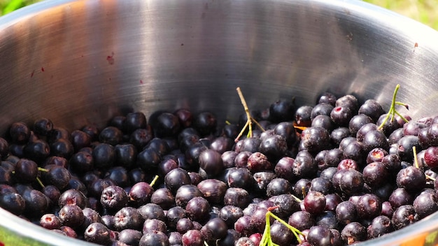 Raccolta stagionale di aronia Manciate di aronia cadono in un contenitore di acciaio