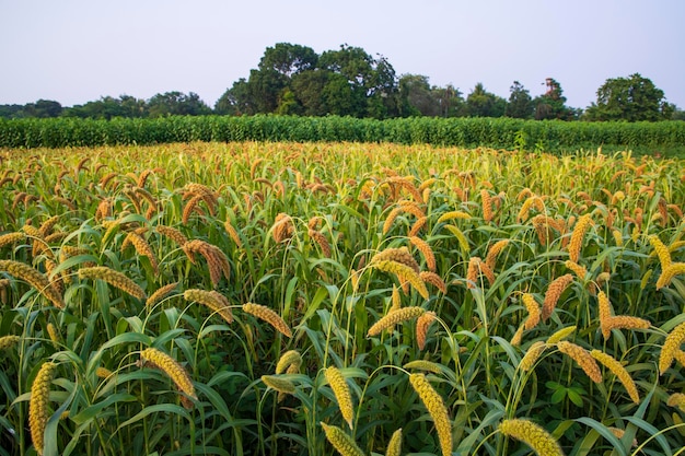 Raccolti di miglio maturi crudi nella vista del paesaggio agricolo del campo