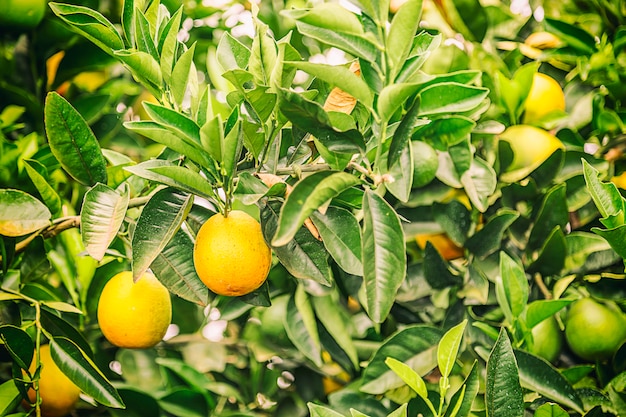 Raccolto arancio del raccolto nel Brasile sull'inverno in un giorno nuvoloso