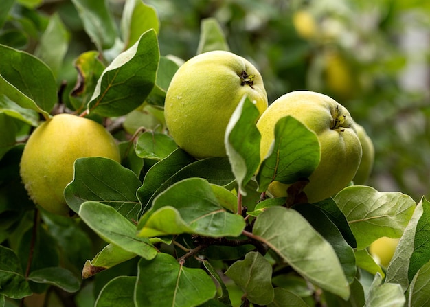 raccolto autunnale di grandi frutti di mele cotogne su un albero