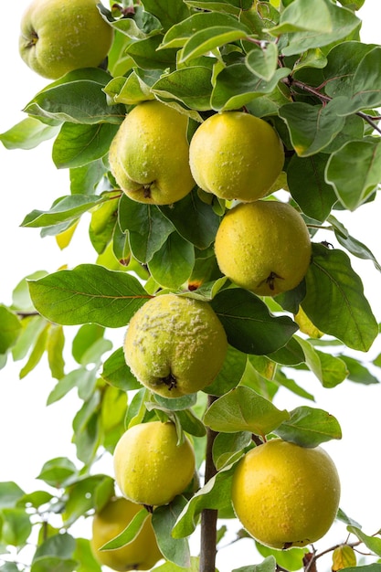 raccolto autunnale di grandi frutti di mele cotogne su un albero