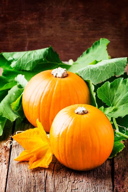 Raccolto autunnale di zucche con fiori e foglie vecchio tavolo in legno natura morta in stile rustico fuoco selettivo