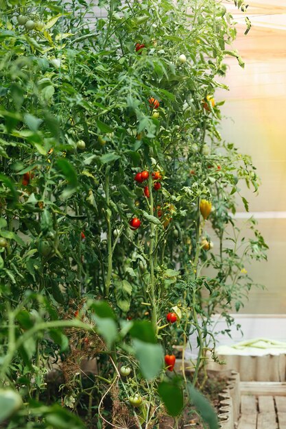 Raccolto autunnale e raccolta di pomodori maturi a casa in una serra