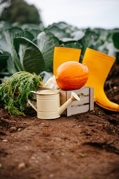 Raccolto autunnale su un campo di cavolo verde. Scatola di cibo sano con zucca e carote.