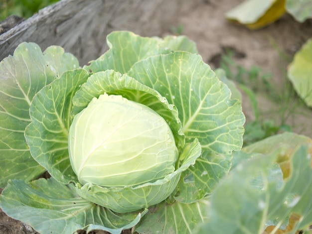 Raccolto casalingo del cavolo Una testa di cavolo cresce in un letto da giardino