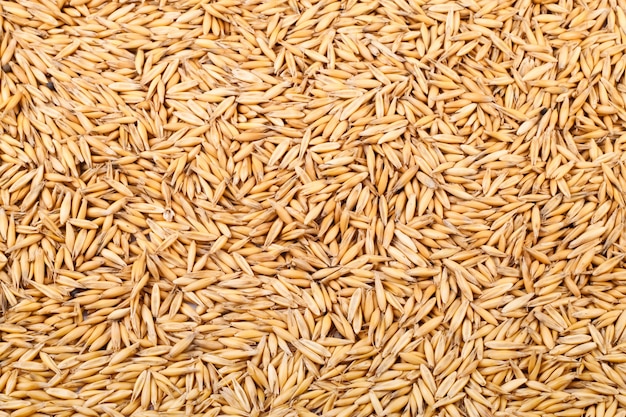 Raccolto di avena, lo sfondo per il tuo design