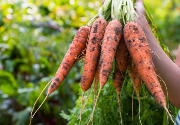 Raccolto di carote dolci nelle mani di un contadino