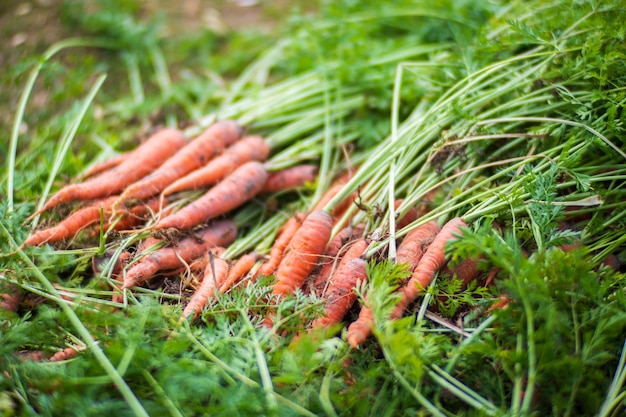 Raccolto di carote raccolte in giardino Lavoro di piantagione Raccolto autunnale e concetto di cibo biologico sano da vicino con il fuoco selettivo