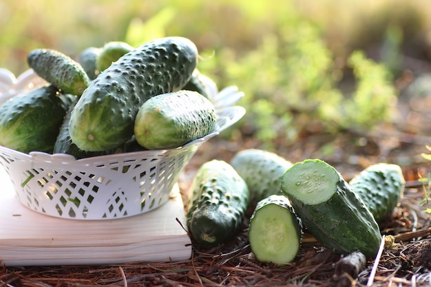 Raccolto di cetrioli a terra