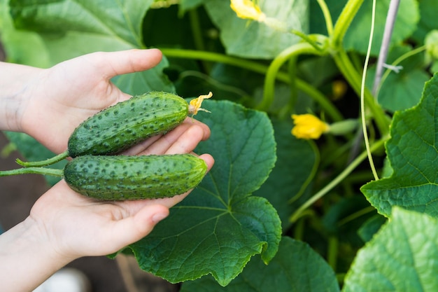 Raccolto di cetrioli in mano sullo sfondo di foglie e fruste di cetriolo