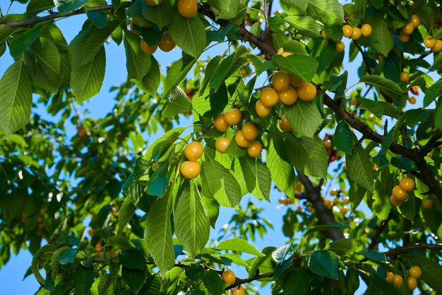 Raccolto di ciliegie mature di un albero