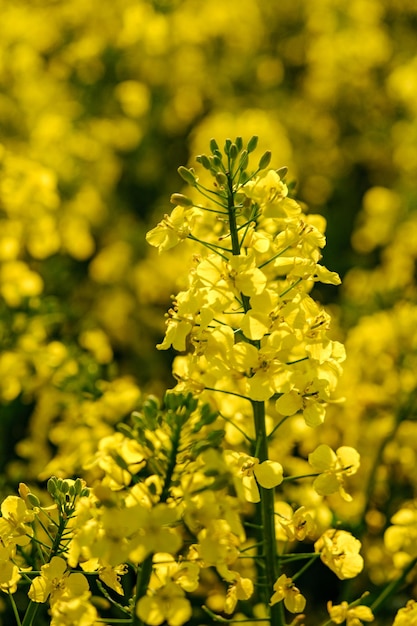 Raccolto di colza in fiore in campo Fiori di canola in fiore Colza in campo agricolo in estate da vicino