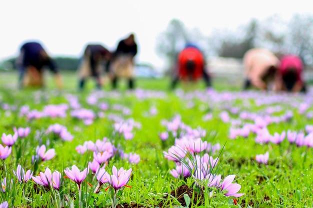 Raccolto di crochi viola