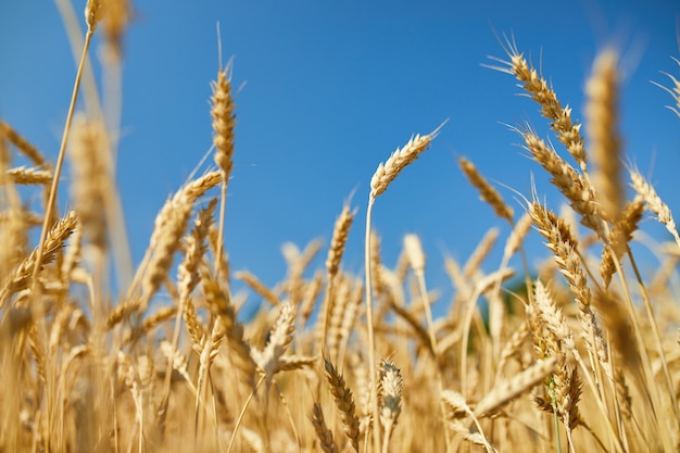 Raccolto di grano, campo di grano sullo sfondo del cielo azzurro al sole, estate