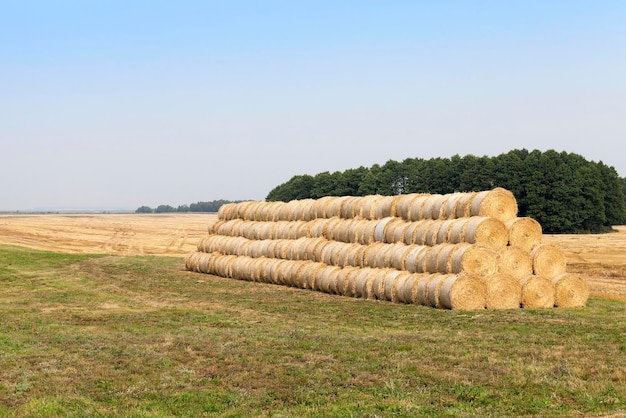 Raccolto di grano maturo