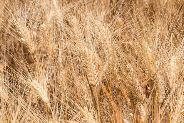 Raccolto di grano maturo