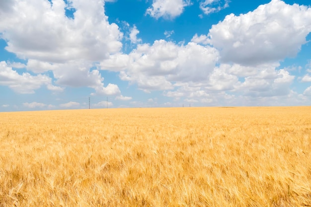 Raccolto di grano maturo