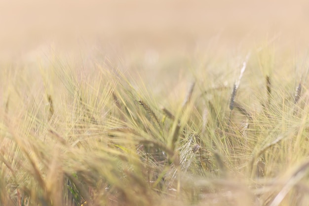 raccolto di grano sfondo crisi agricoltura