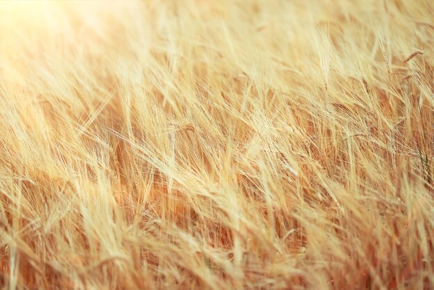 raccolto di grano sfondo crisi agricoltura