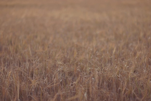 raccolto di grano sfondo crisi agricoltura