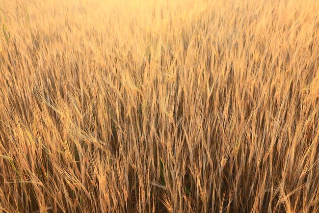 raccolto di grano sfondo crisi agricoltura