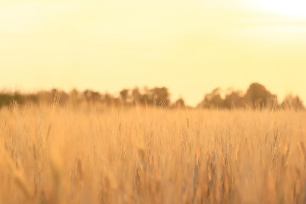 raccolto di grano sfondo crisi agricoltura