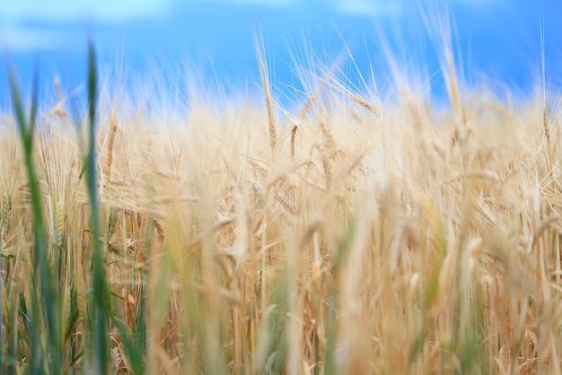 raccolto di grano sfondo crisi agricoltura