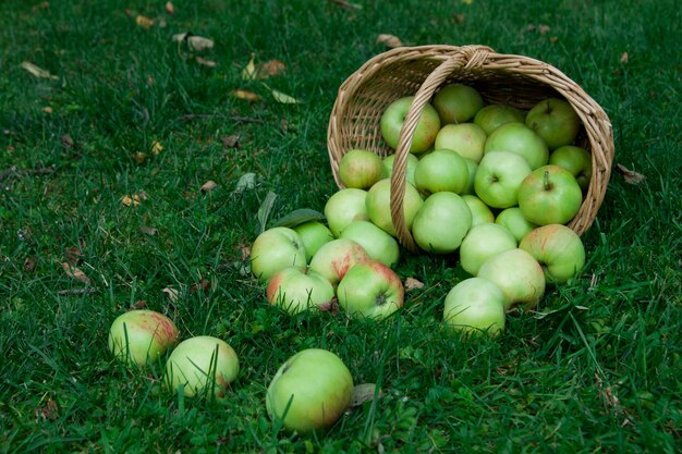 Raccolto di mele mature in un cesto sull'erba