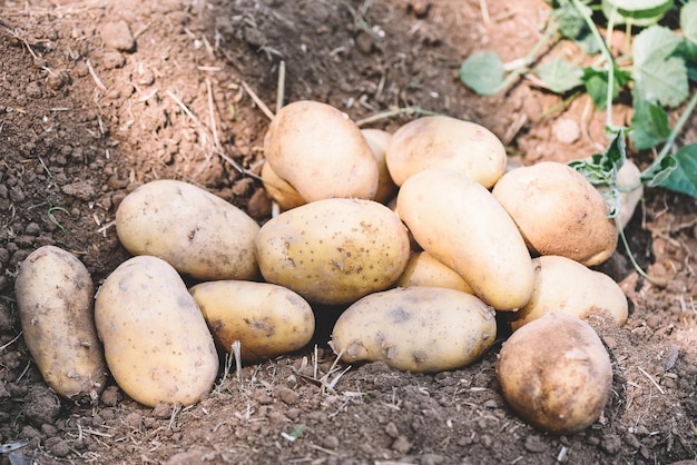 Raccolto di patate fresche di patate mature prodotti agricoli dal campo di patate