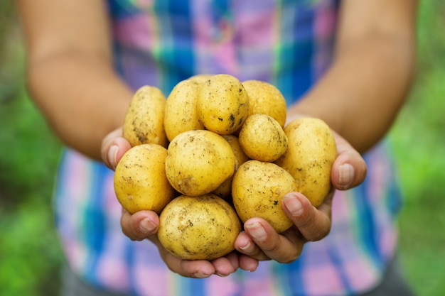 Raccolto di patate nelle mani della contadina