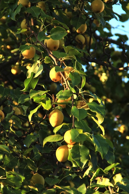 Raccolto di pere rotonde gialle sui rami di un cespuglio in giardino