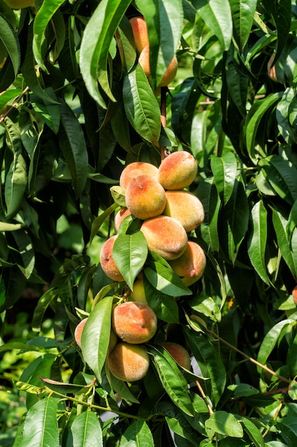 Raccolto di pesche mature su un albero