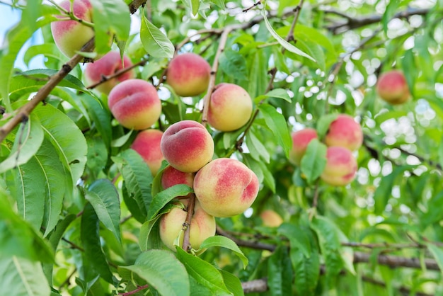 Raccolto di pesche sull'albero belle pesche deliziose mature sul ramo