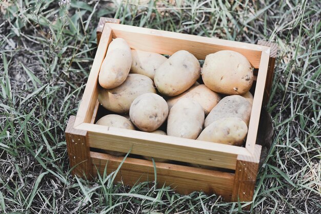 Raccolto di piante di patate fresche di patate mature in scatola di legno prodotti agricoli da campo di patate