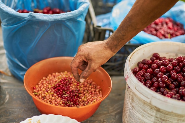 Raccolto di ribes Agricoltura Bacche Ciliegia