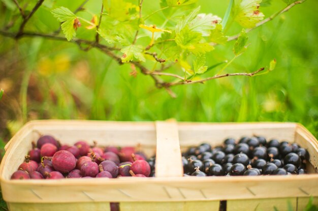 Raccolto di ribes in un cesto di corteccia raccolto in giardino Lavoro di piantagione Raccolto autunnale concetto di cibo biologico sano primo piano con fuoco selettivo