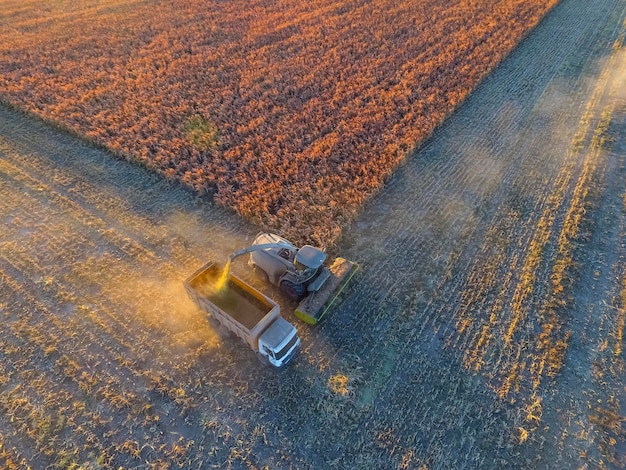 Raccolto di sorgo nella campagna argentina La Pampa Argentina