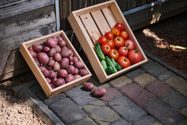 Raccolto di verdure biologiche coltivate in una fattoria ecologica cetrioli pomodori maturi e patate rosa in scatola di legno