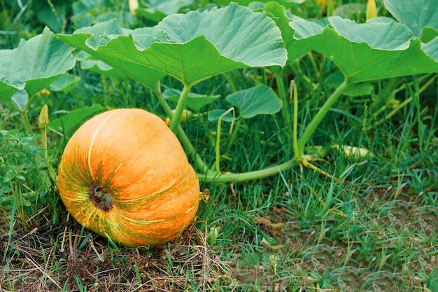 Raccolto di zucca. Zucca arancione che cresce in giardino. Agricoltura alimentare e concetto di agricoltura. Vista ravvicinata con profondità di campo ridotta.