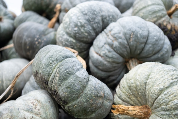 Raccolto di zucche organiche fresche all'aperto.