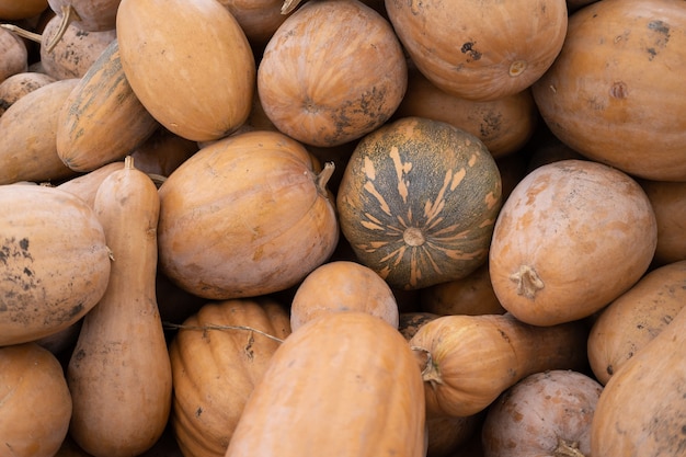 Raccolto di zucche organiche fresche all'aperto.