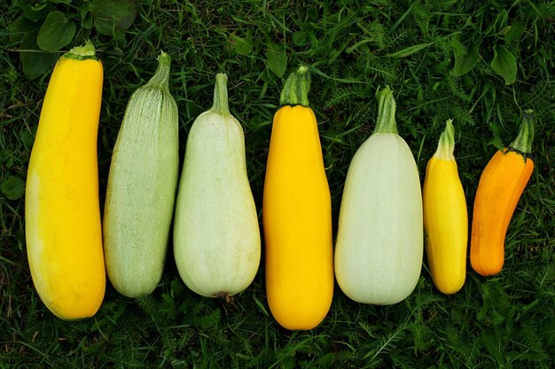 Raccolto di zucchine Zucca fresca raccolta dal giardino Concetto di alimenti biologici