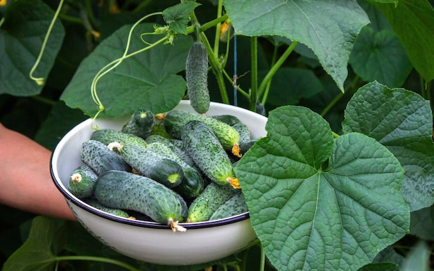 Raccolto estivo. Una ripresa macro di un gruppo di cetrioli maturi verdi appena raccolti. Messa a fuoco selettiva