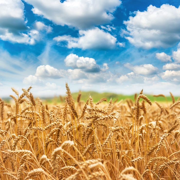Raccolto fresco del campo di grano dell'oro e cielo blu con le nuvole